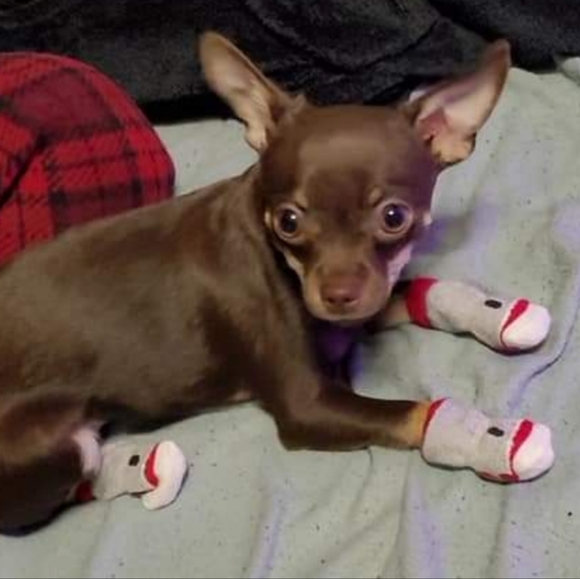 Dog Socks - Picture 2 of 11